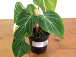 Philodendron Gloriosum Variegated 4" EXACT Plant #28H