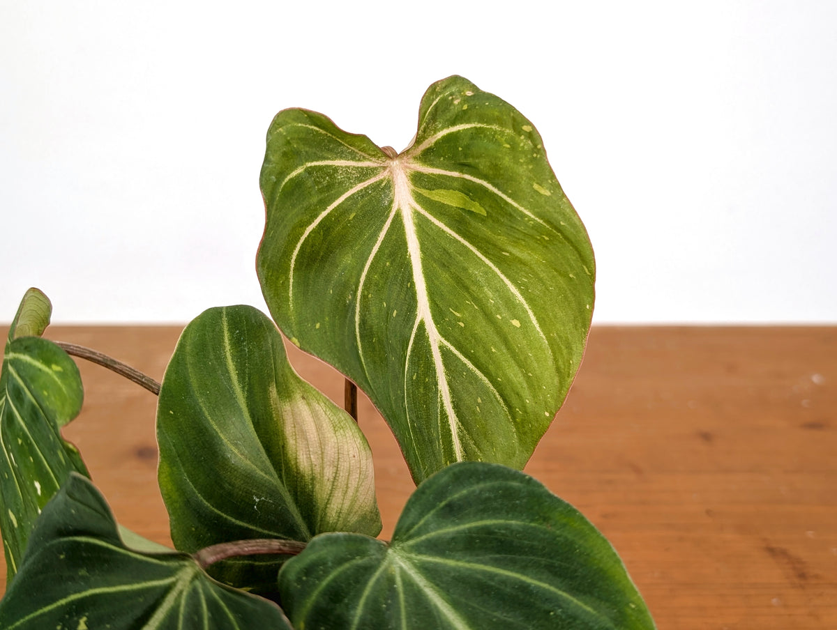 Philodendron Gloriosum Variegated 4" EXACT Plant #28H