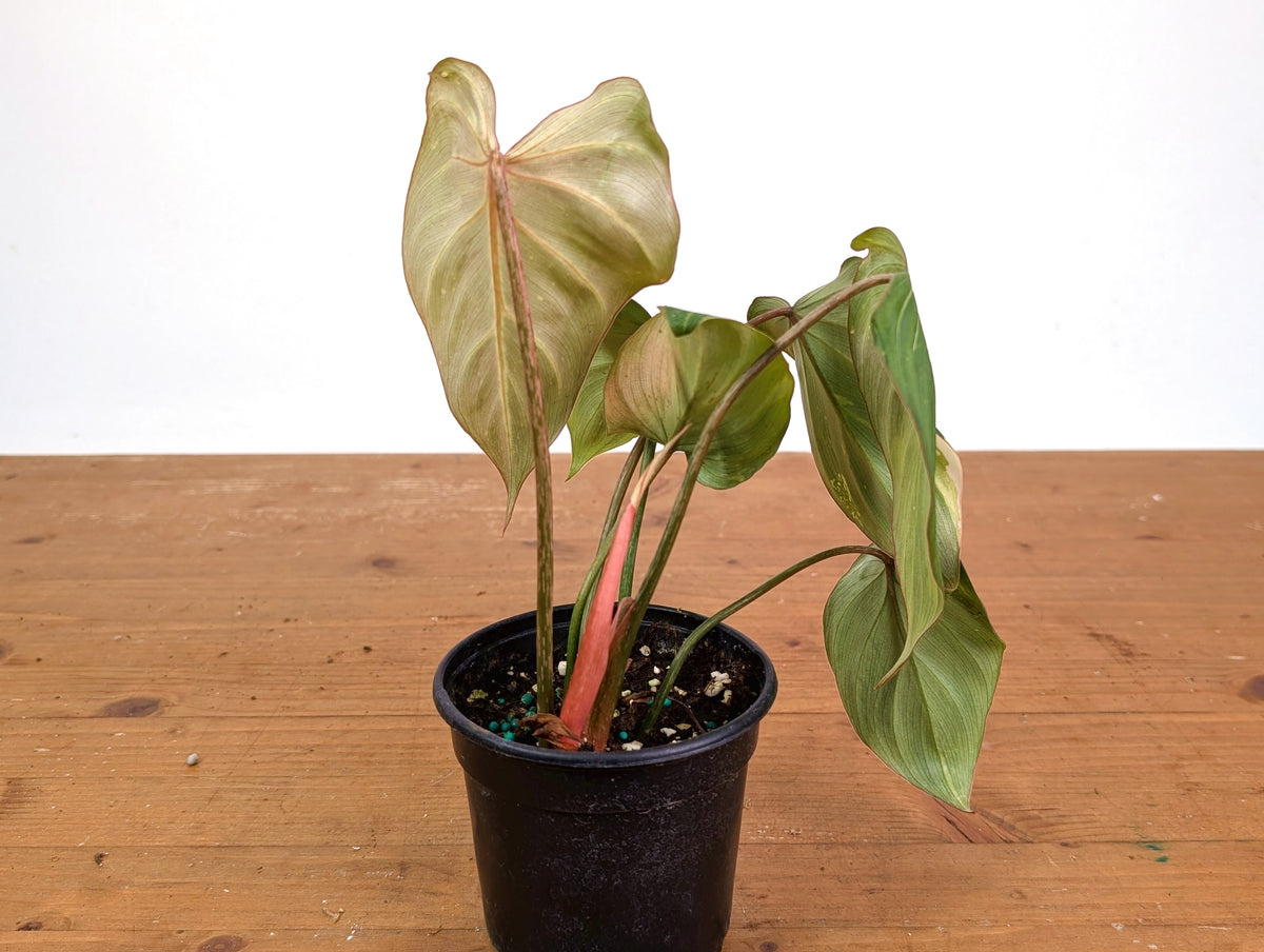 Philodendron Gloriosum Variegated 4" EXACT Plant #28H