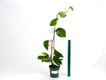 Epipremnum Aureum Manjula 'Poosin' Pothos - Exact Plants