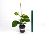 Epipremnum Aureum Manjula 'Poosin' Pothos - Exact Plants