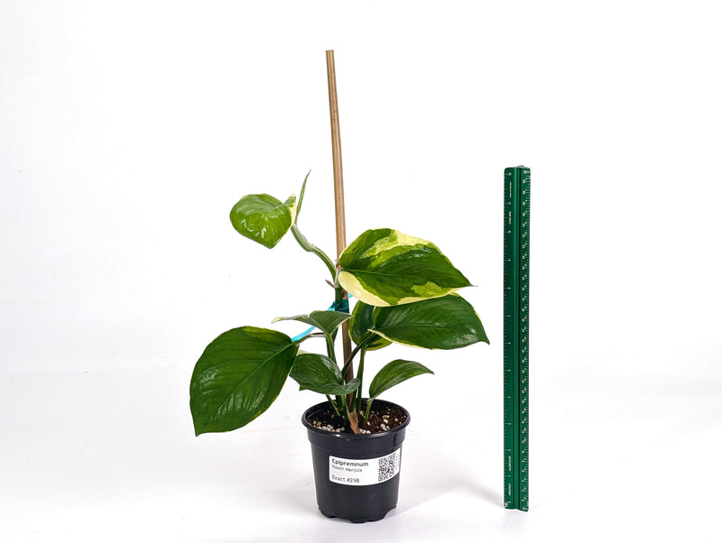 Epipremnum Aureum Manjula 'Poosin' Pothos - Exact Plants