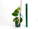 Epipremnum Aureum Manjula 'Poosin' Pothos - Exact Plants