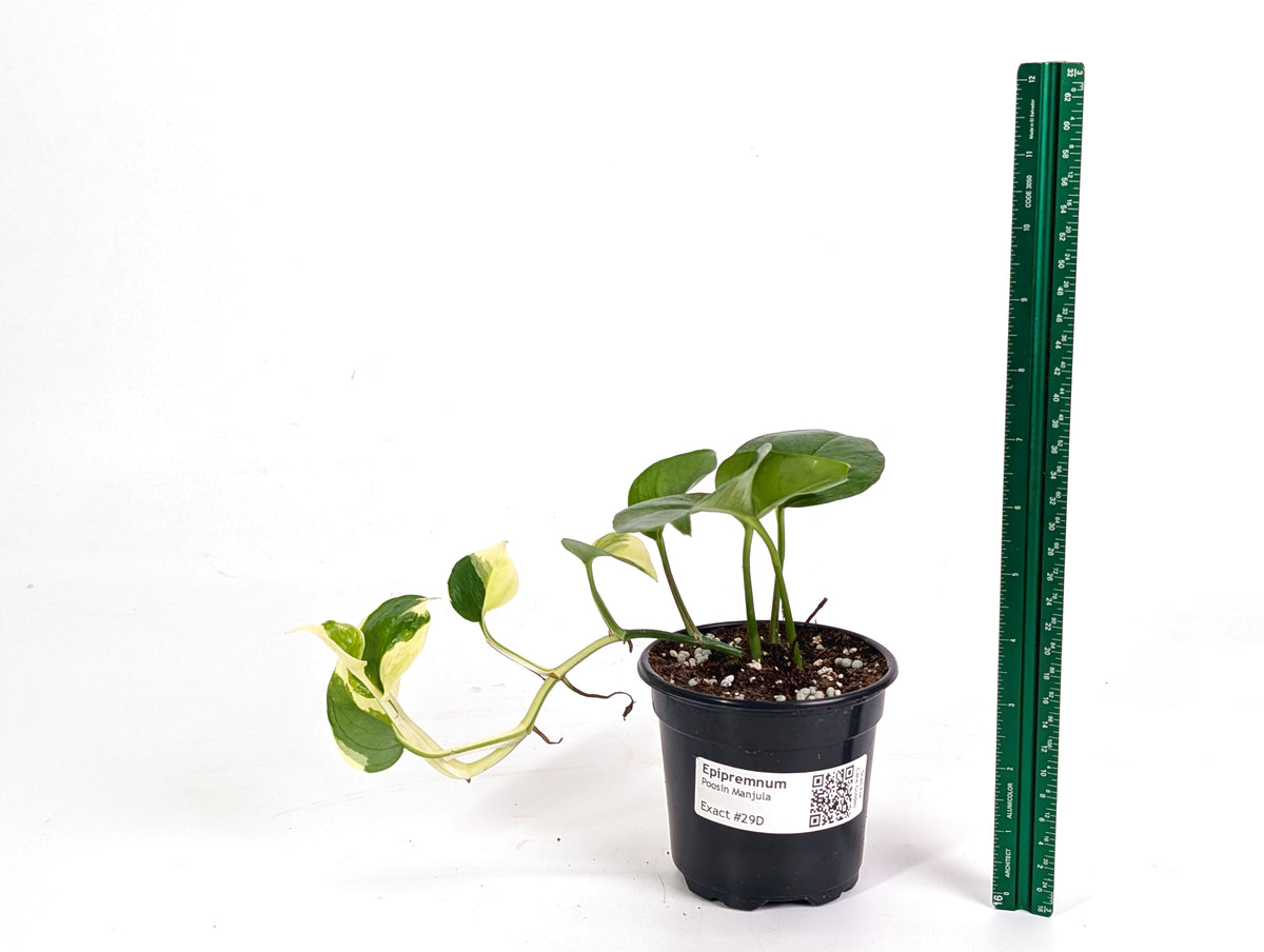 Epipremnum Aureum Manjula 'Poosin' Pothos - Exact Plants