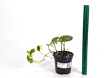 Epipremnum Aureum Manjula 'Poosin' Pothos - Exact Plants