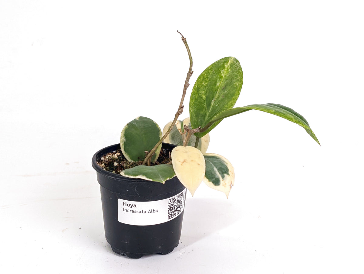Hoya Incrassata Albomarginata