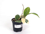 Hoya Incrassata Albomarginata