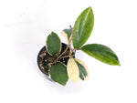 Hoya Incrassata Albomarginata