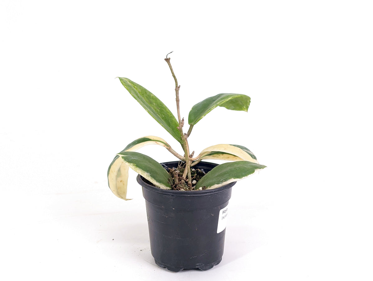 Hoya Incrassata Albomarginata