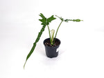 Philodendron Belle Isle