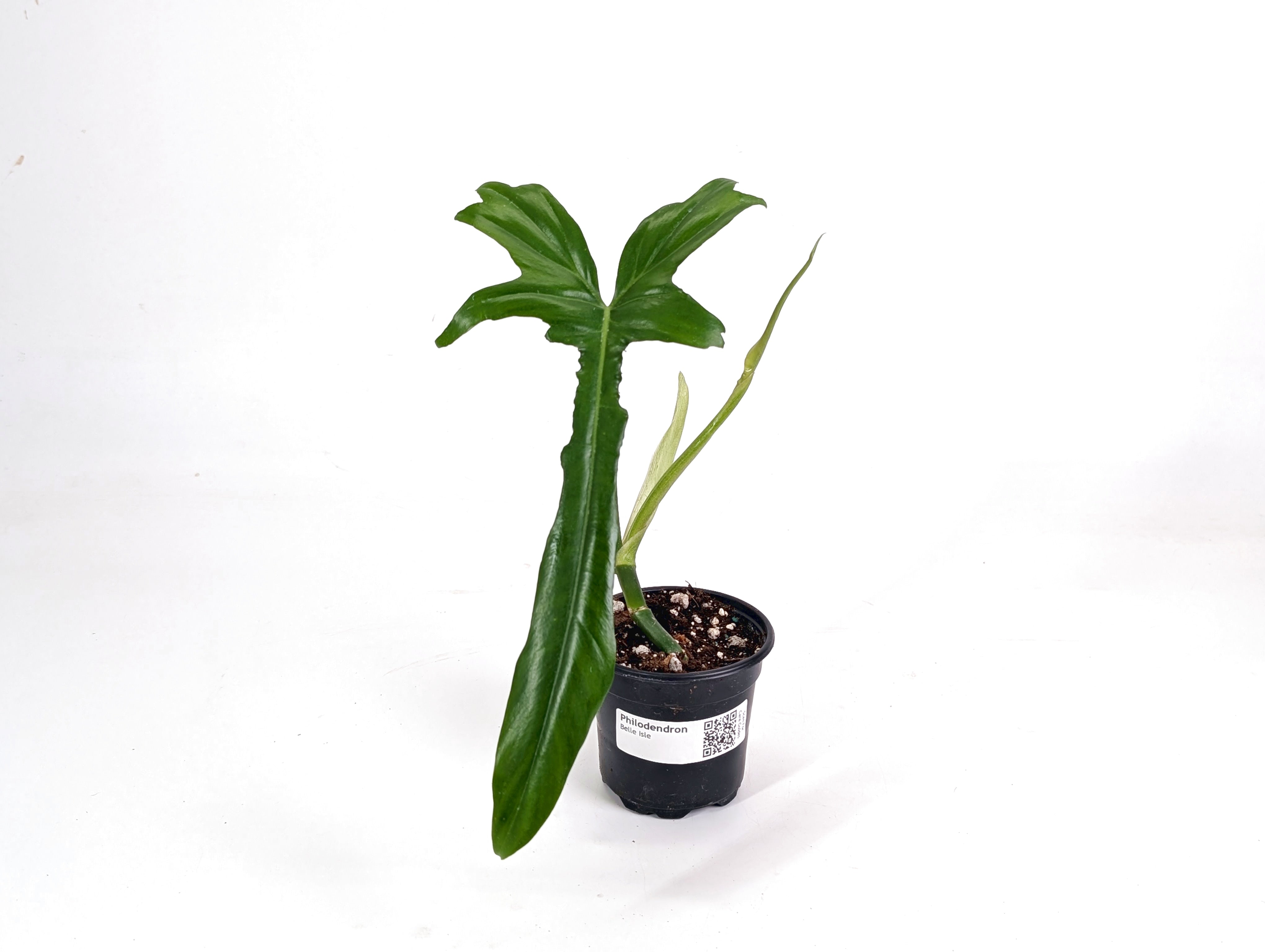 Philodendron Belle Isle – Plantamani Plants