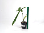 Philodendron Belle Isle