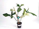 Philodendron Florida Beauty x Mayoi Variegated - Exact Plant #24A in 4" Pot