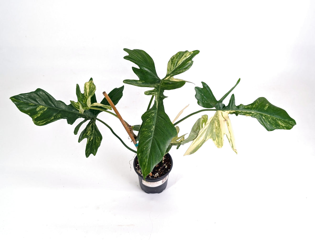 Philodendron Florida Beauty x Mayoi Variegated - Exact Plant #24A in 4" Pot