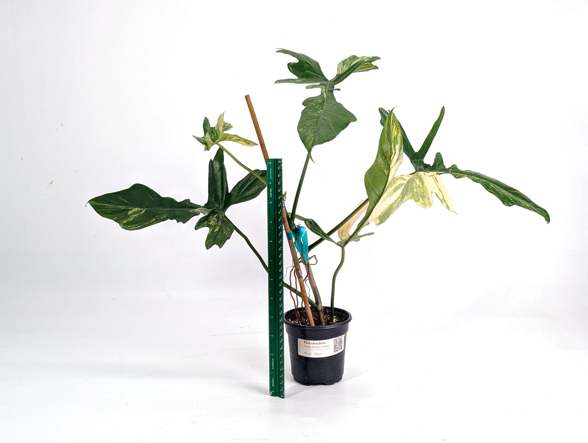 Philodendron Florida Beauty x Mayoi Variegated - Exact Plant #24A in 4" Pot