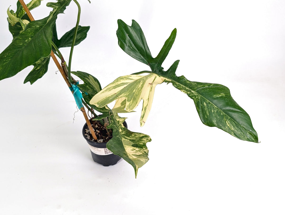 Philodendron Florida Beauty x Mayoi Variegated - Exact Plant #24A in 4" Pot
