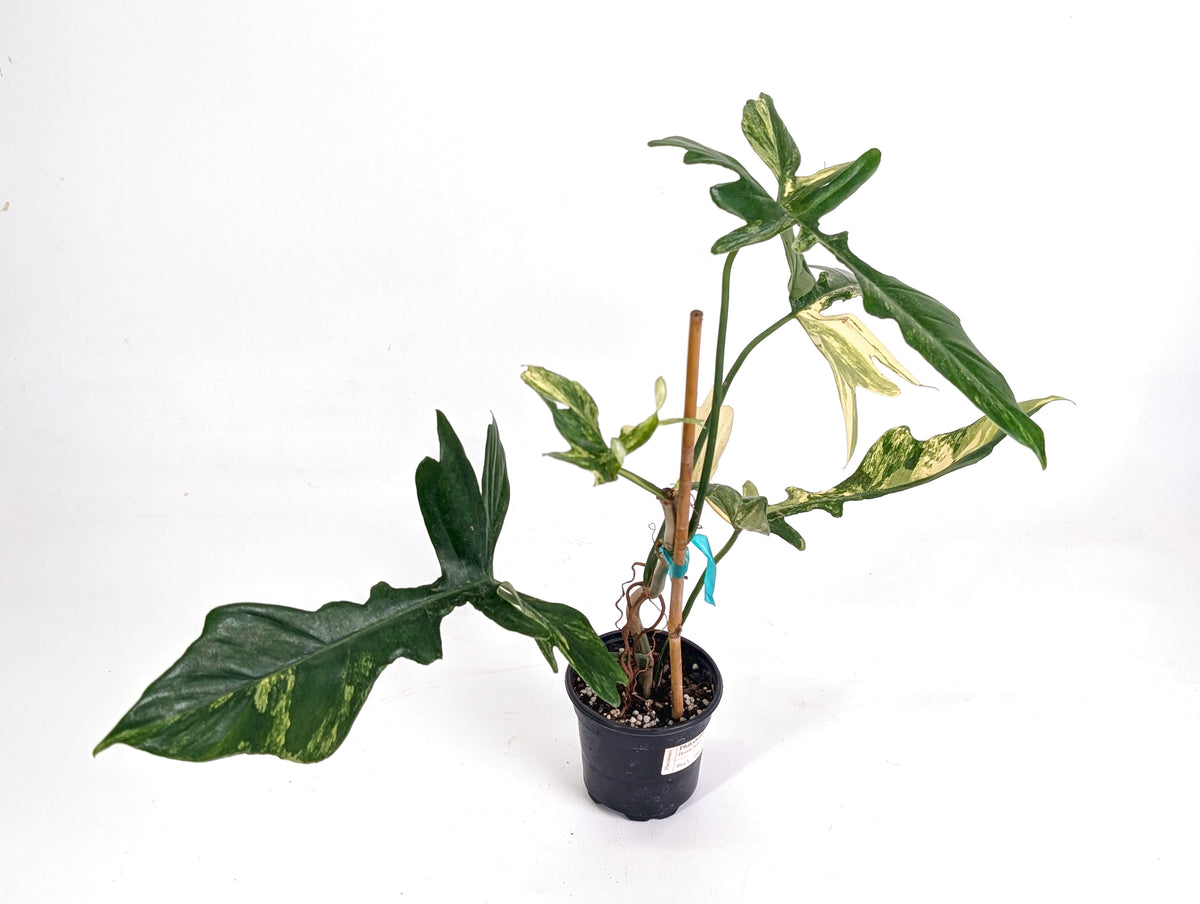 Philodendron Florida Beauty x Mayoi Variegated - Exact Plant #24A in 4" Pot