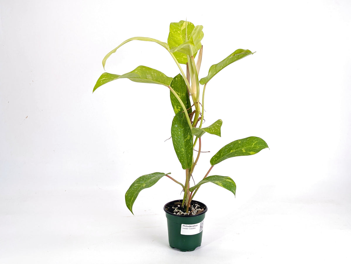 Philodendron Golden Goddess Variegated
