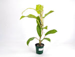 Philodendron Golden Goddess Variegated