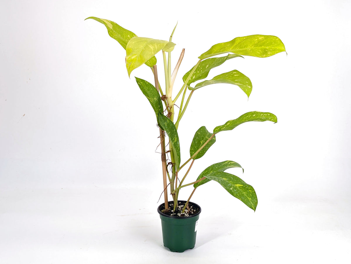 Philodendron Golden Goddess Variegated