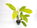 Philodendron Golden Goddess Variegated