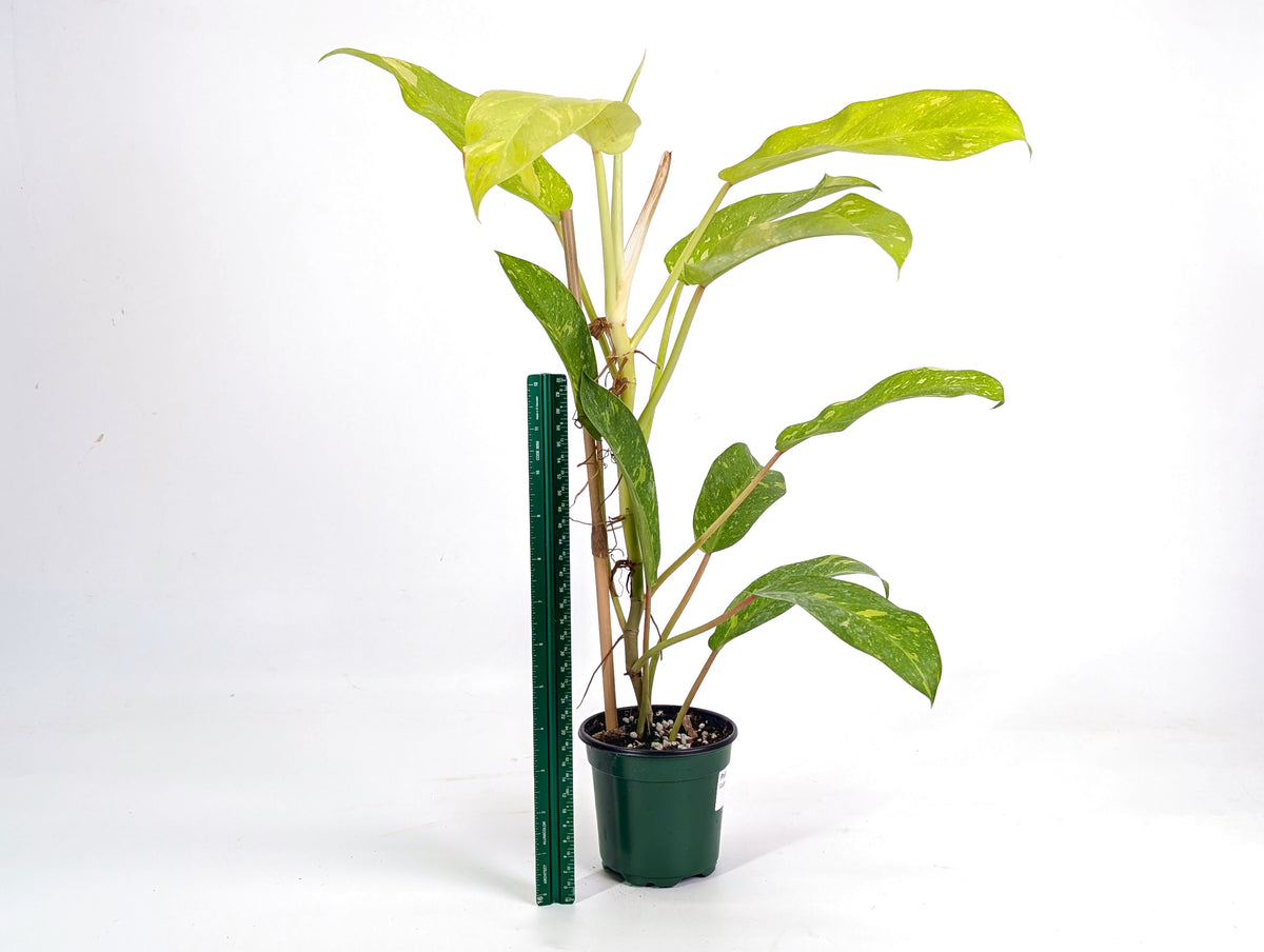Philodendron Golden Goddess Variegated