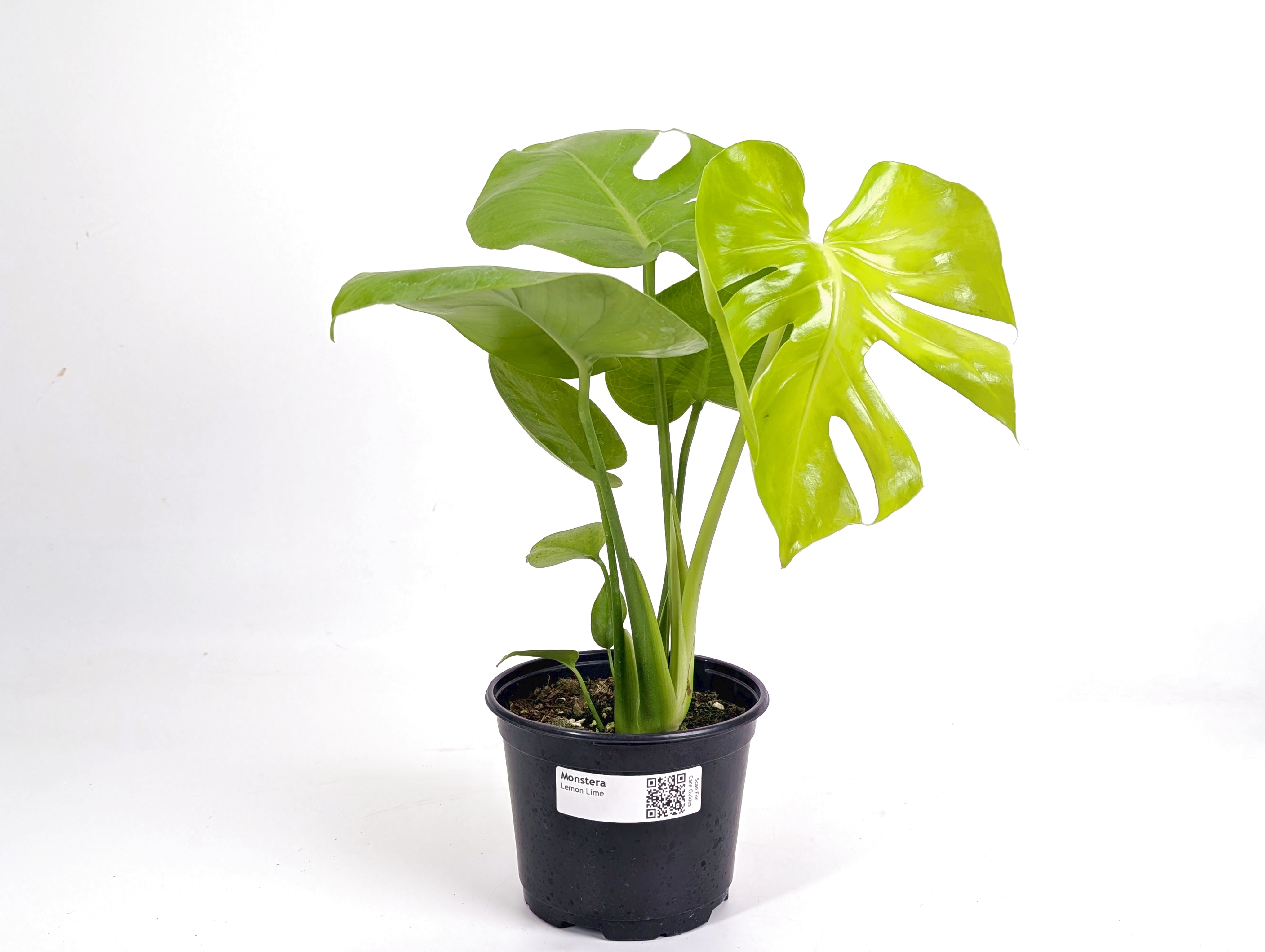 Monstera Lemon Lime – Plantamani Plants