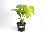 Monstera Lemon Lime