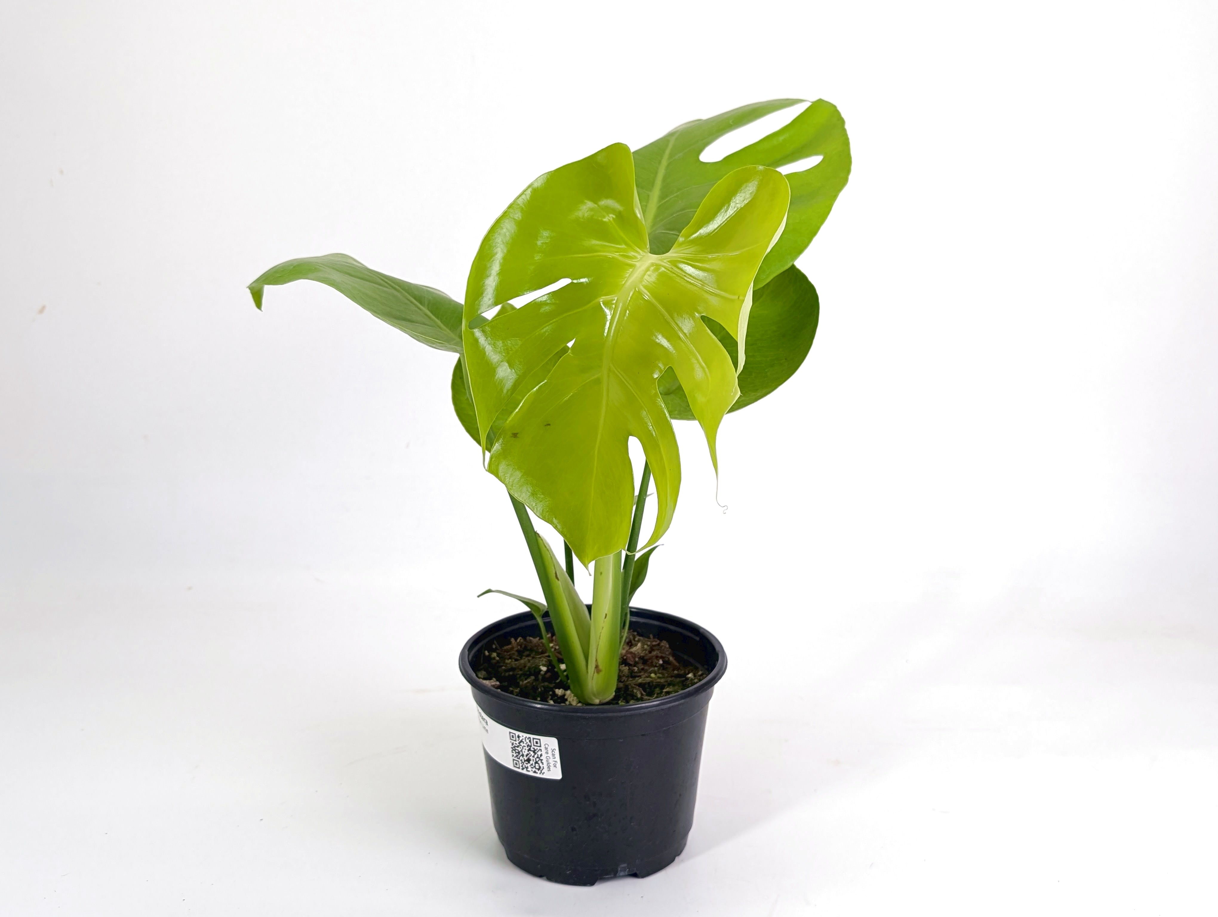 m*o様 YM059 Monstera Lemon Lime モンステラ レモン Monstera Lemon Lime – Plantamani Plants