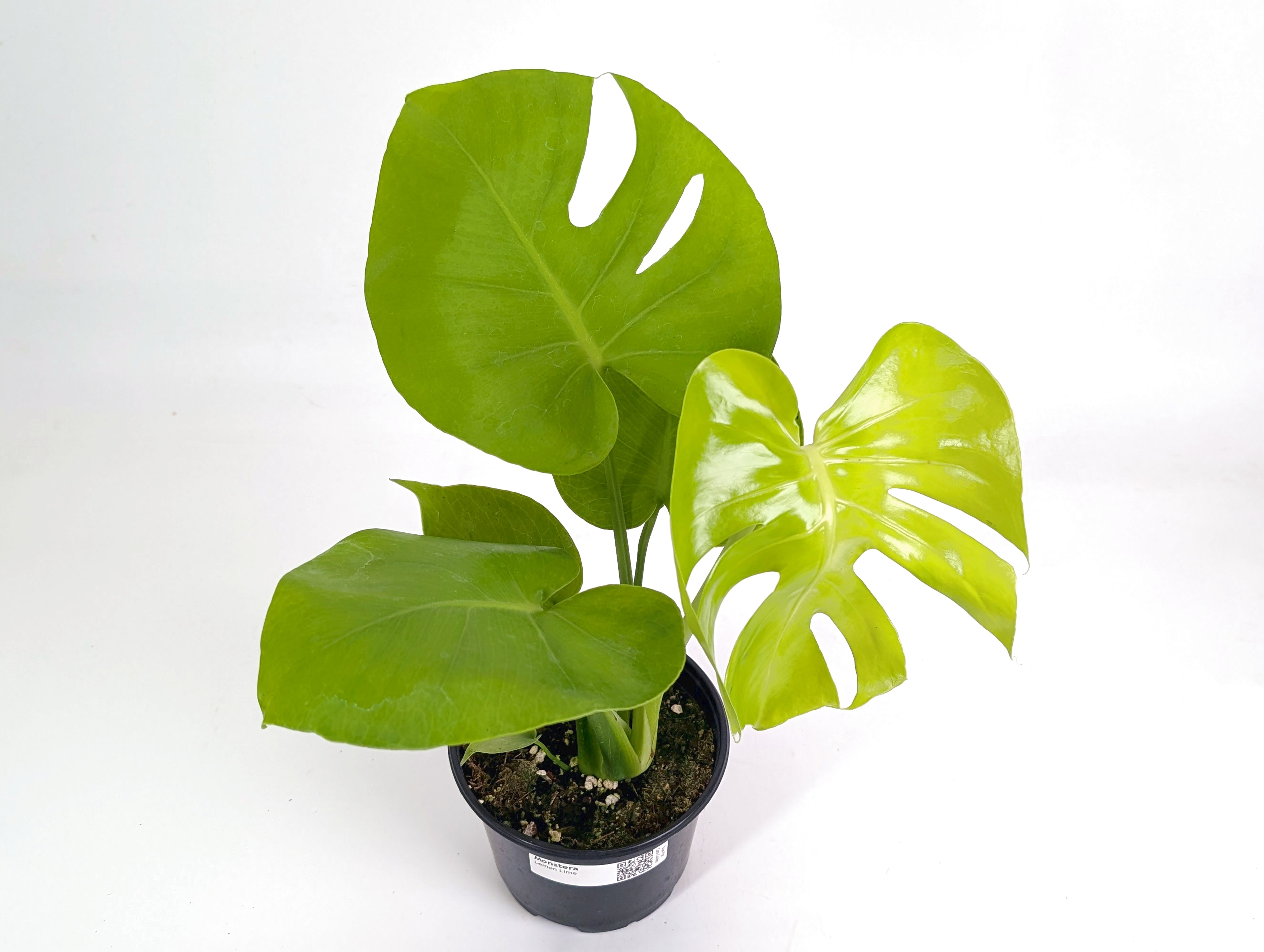 Monstera Lemon Lime – Plantamani Plants