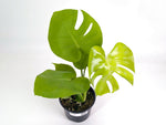 Monstera Lemon Lime