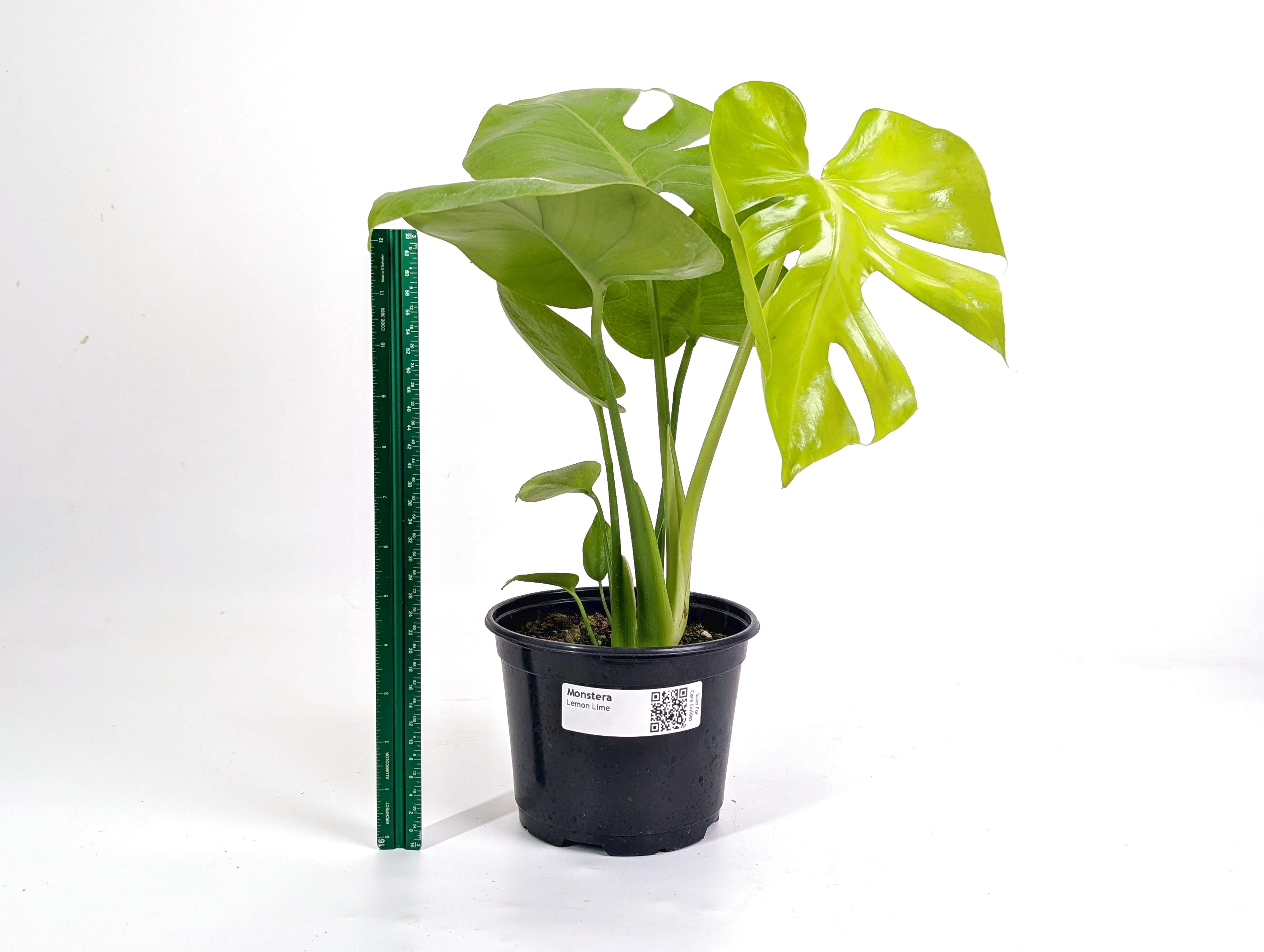 Monstera Lemon Lime – Plantamani Plants