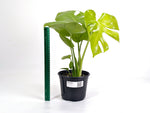 Monstera Lemon Lime