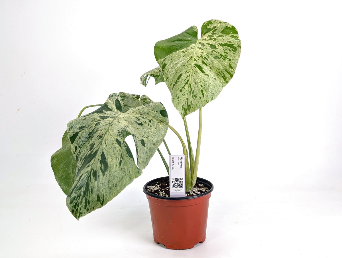 Monstera Vietciosa 6" Exact Plant #29A