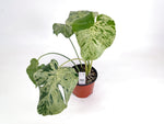 Monstera Vietciosa 6" Exact Plant #29A