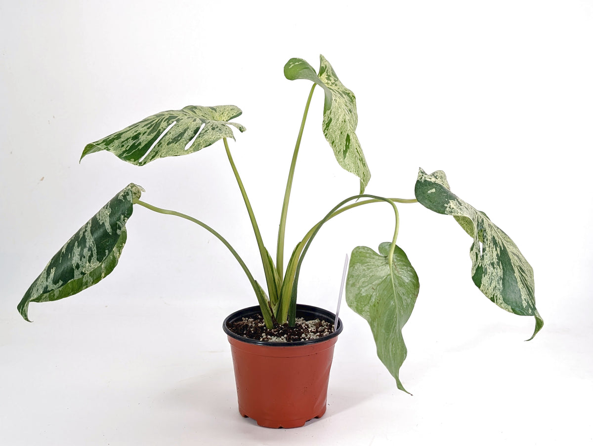 Monstera Vietciosa 6" Exact Plant #29A