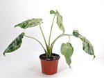 Monstera Vietciosa 6" Exact Plant #29A