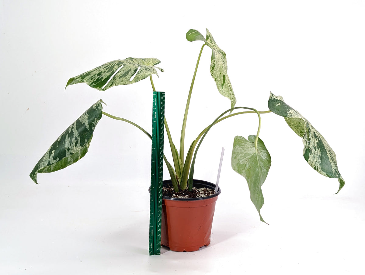 Monstera Vietciosa 6" Exact Plant #29A