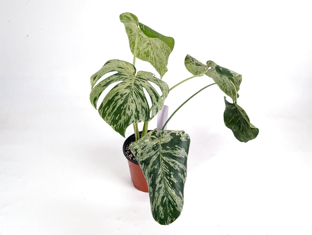 Monstera Vietciosa 6" Exact Plant #29A