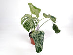 Monstera Vietciosa 6" Exact Plant #29A