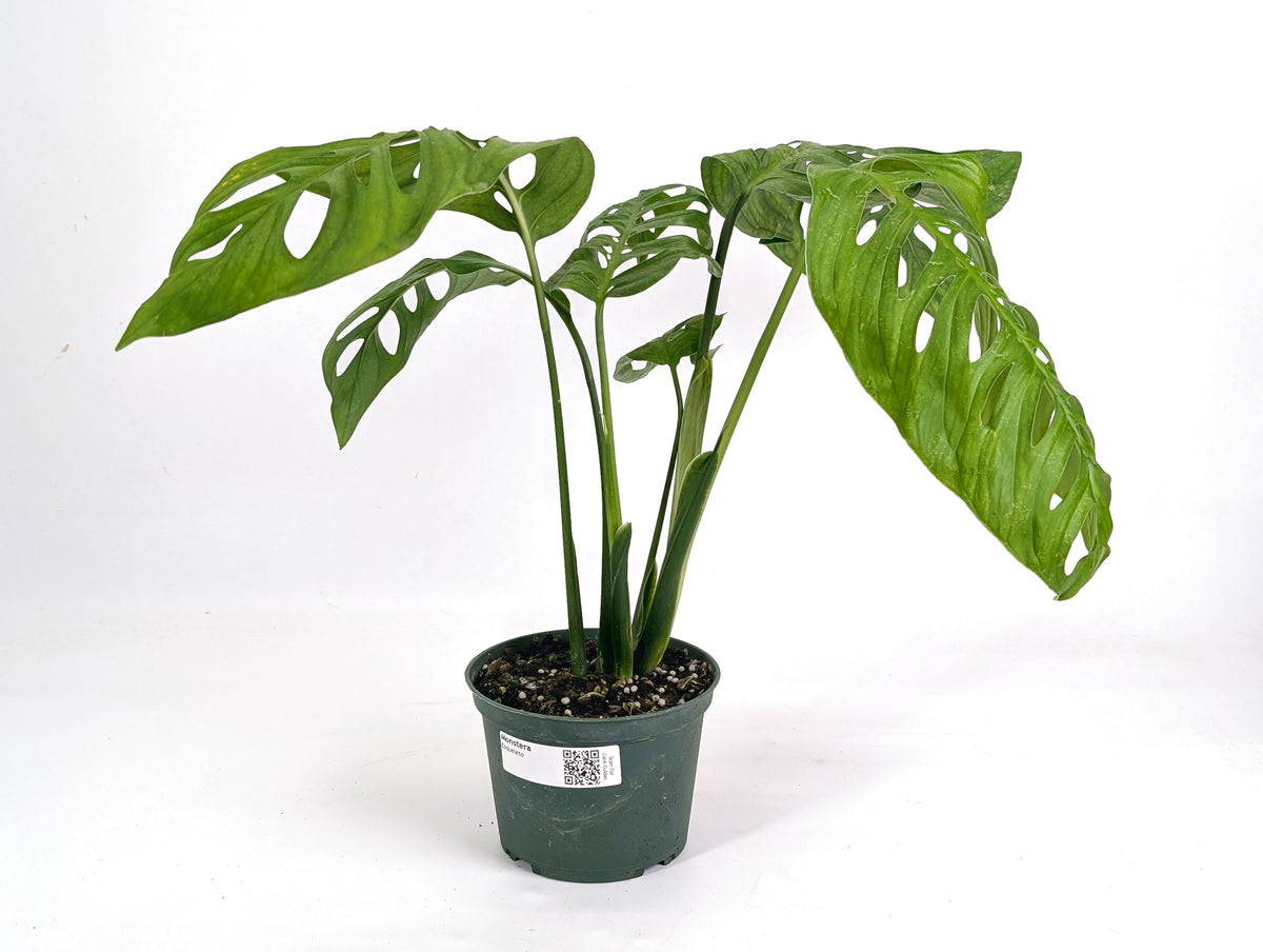 Monstera Esqueleto (epipremnoides)