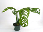Monstera Esqueleto (epipremnoides)