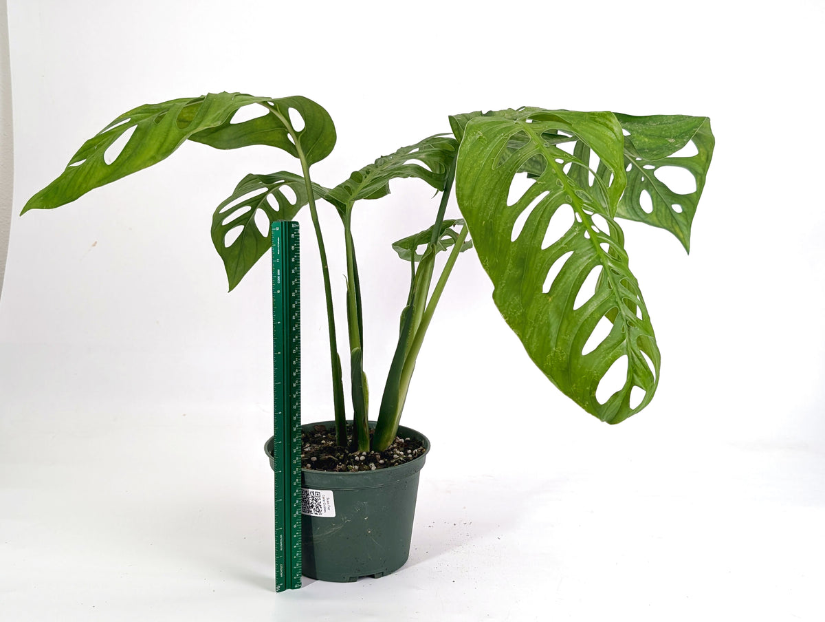 Monstera Esqueleto (epipremnoides)