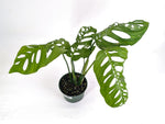 Monstera Esqueleto (epipremnoides)