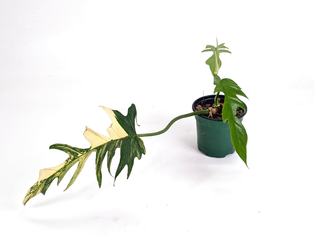Philodendron Florida Beauty Variegated x Tortum Exact Plant in 4" - #20B