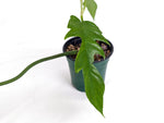 Philodendron Florida Beauty Variegated x Tortum Exact Plant in 4" - #20B