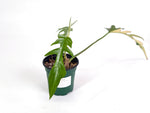 Philodendron Florida Beauty Variegated x Tortum Exact Plant in 4" - #20B