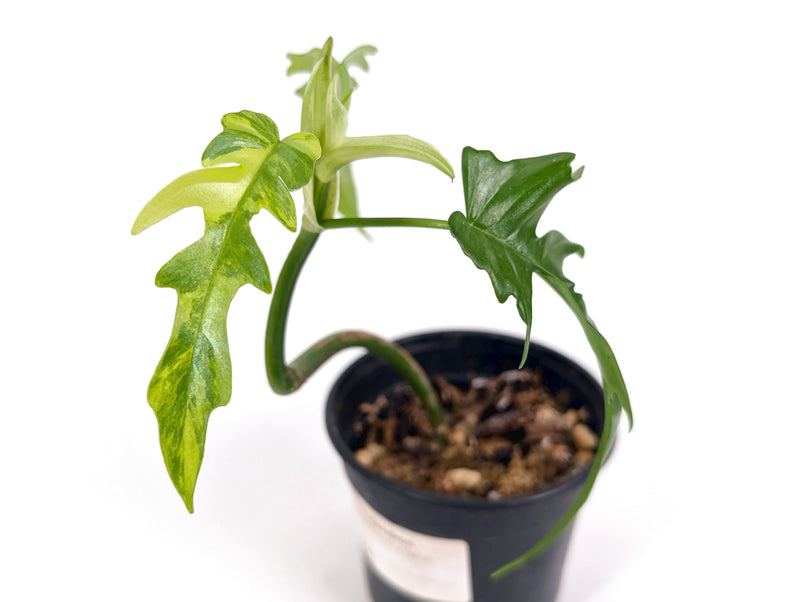Philodendron Florida Beauty Variegated x Tortum Exact Plant in 4" - #20A