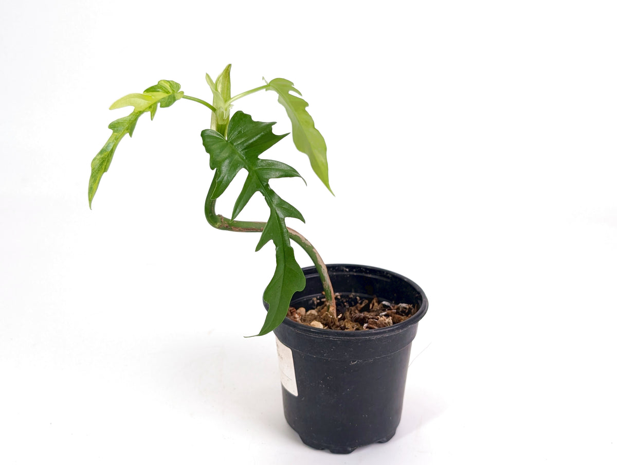 Philodendron Florida Beauty Variegated x Tortum Exact Plant in 4" - #20A