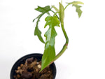 Philodendron Florida Beauty Variegated x Tortum Exact Plant in 4" - #20A